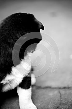 A black and white picture of a puppy`s overlying figure