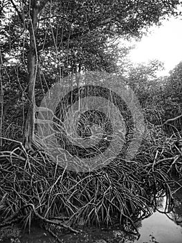 Black and white picture of Roots of Rhizophora plant at mangrove forest