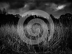black and white picture of Southampton common park grass in the wind on a rainy day