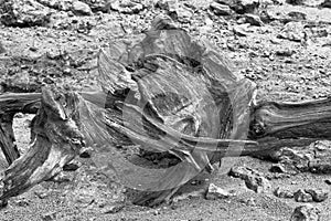 Black and white picture of tree stump on river side