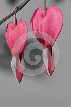 Macro of two bleeding hearts on a branch