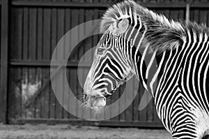 Lonely Zebra photo