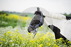 Portrait of black-white piebald horse grazing on blossom pasture. close up