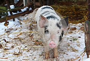 Black and white pig on russian farm