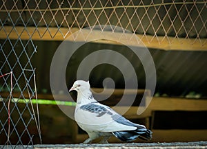 Black white pigeon at door of house.