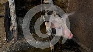 Black and white piglet in the barn