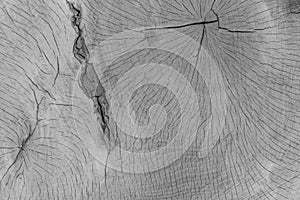 Black and white pine bark background. Tree texture