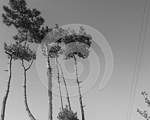 Black and white pine trees low angle shot