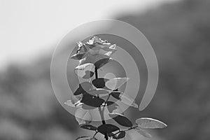 Black and White Pink roseyard Memorial rose details, Rosa lucieae , Asian species, Introduced ornamental species photo