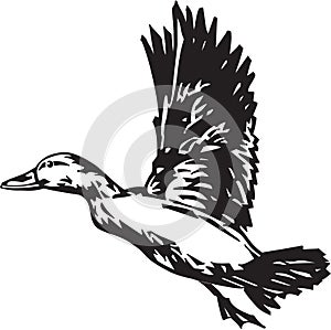 Black and White Pintail Duck Illustration