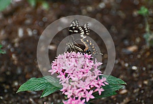 Black and white pipevine swallowtail butterfly photo