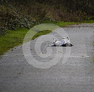 A black and white pit bull cross