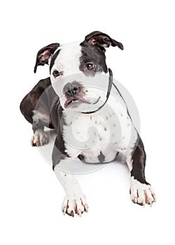 Black and White Pit Bull Dog Laying