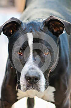 Black and white pit bull mix