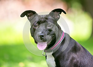 A black and white Pit Bull Terrier mixed breed dog with floppy ears