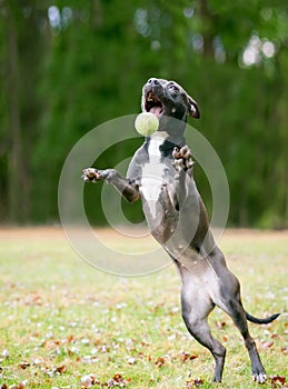 A black and white Pit Bull Terrier mixed breed dog jumping and playing