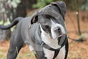 Black and white Pitbull Bulldog with black harness cute head tilt