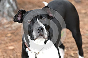 Black and white Pitbull Bulldog mix breed dog outside on a leash