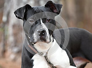 Black and white Pitbull Bulldog mix breed dog outside on a leash