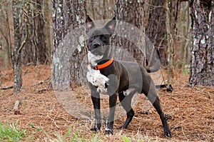 Black and White Pitbull Bulldog mixed breed dog