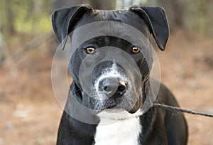 Black and White Pitbull Mastiff dog portrait