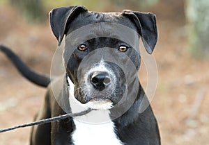 Black and White Pitbull Mastiff mixed breed dog wagging tail