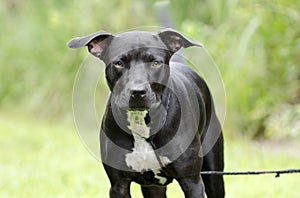 Black and white Pitbull mixed breed dog