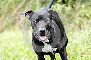 Black and white Pitbull mixed breed dog