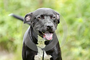 Black and white Pitbull mixed breed dog