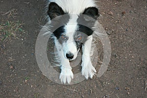 Black and White Playful Funny Dog Paws Up on Ground.