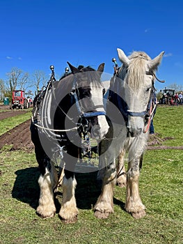 Black and White Ploughing Horses in the Field