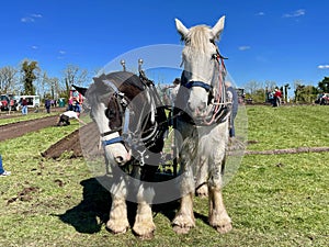 Black and White Ploughing Horses in the Field