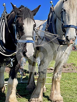 Black and White Ploughing Horses in the Field