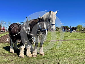 Black and White Ploughing Horses in the Field