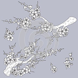 Black and White Plum Blossom Branches