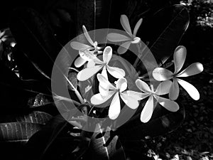 black and white plumeria flower