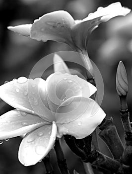 Black and white plumerias