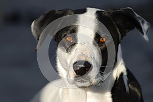 Black and White Pointer Dog