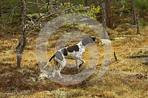 Black-white pointer dog