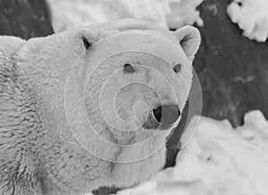 Black and white Polar bear portrait with snow background