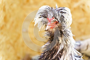 Black and white polish chicken with blurred background