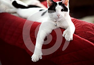 Black and white polydactyl cat is athletic