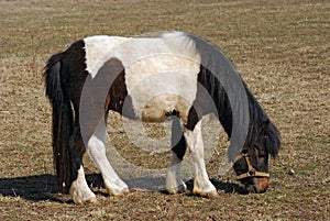 Black and white pony