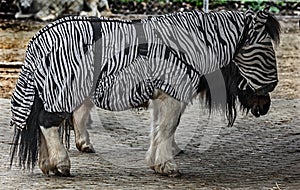 Black and white pony in the horsecloth 1