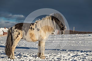 Black and white pony standing in the snow