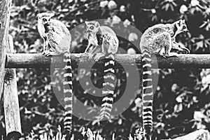A black and white portrait of 3 ring tailed lemurs sitting on a wooden beam in a zoo. the animals are looking around. the mammals