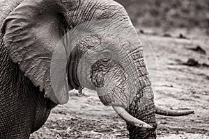 Black and white portrait of African elephant in National park