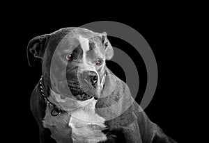 Black and White Portrait of an American Bully Dog