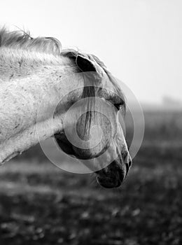 Black and white portrait of an angry horse