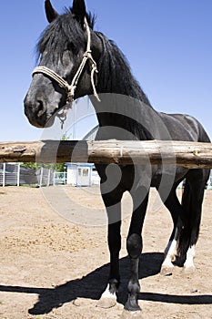 Black and white portrait of asian horse with bridle